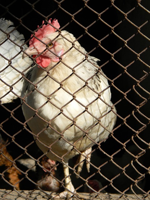 球衣退役的 球衣退役的